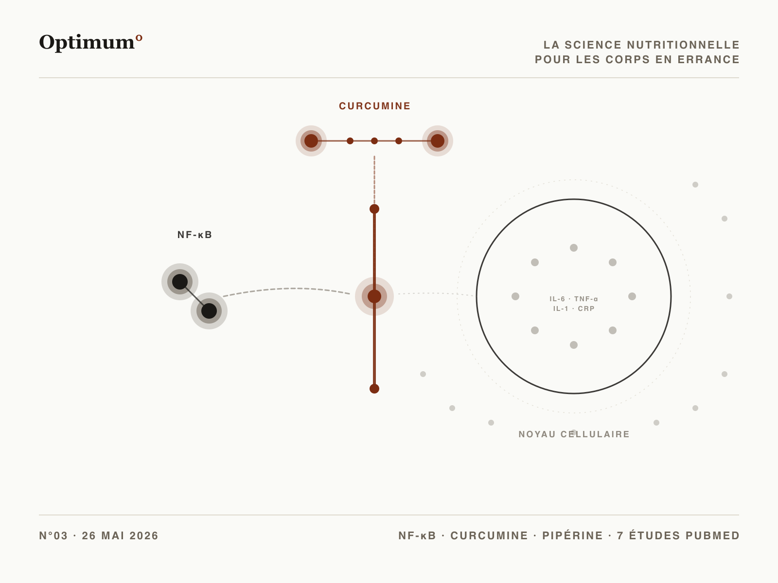 Optimum° N°03 — Curcumine bloque l'activation de NF-κB