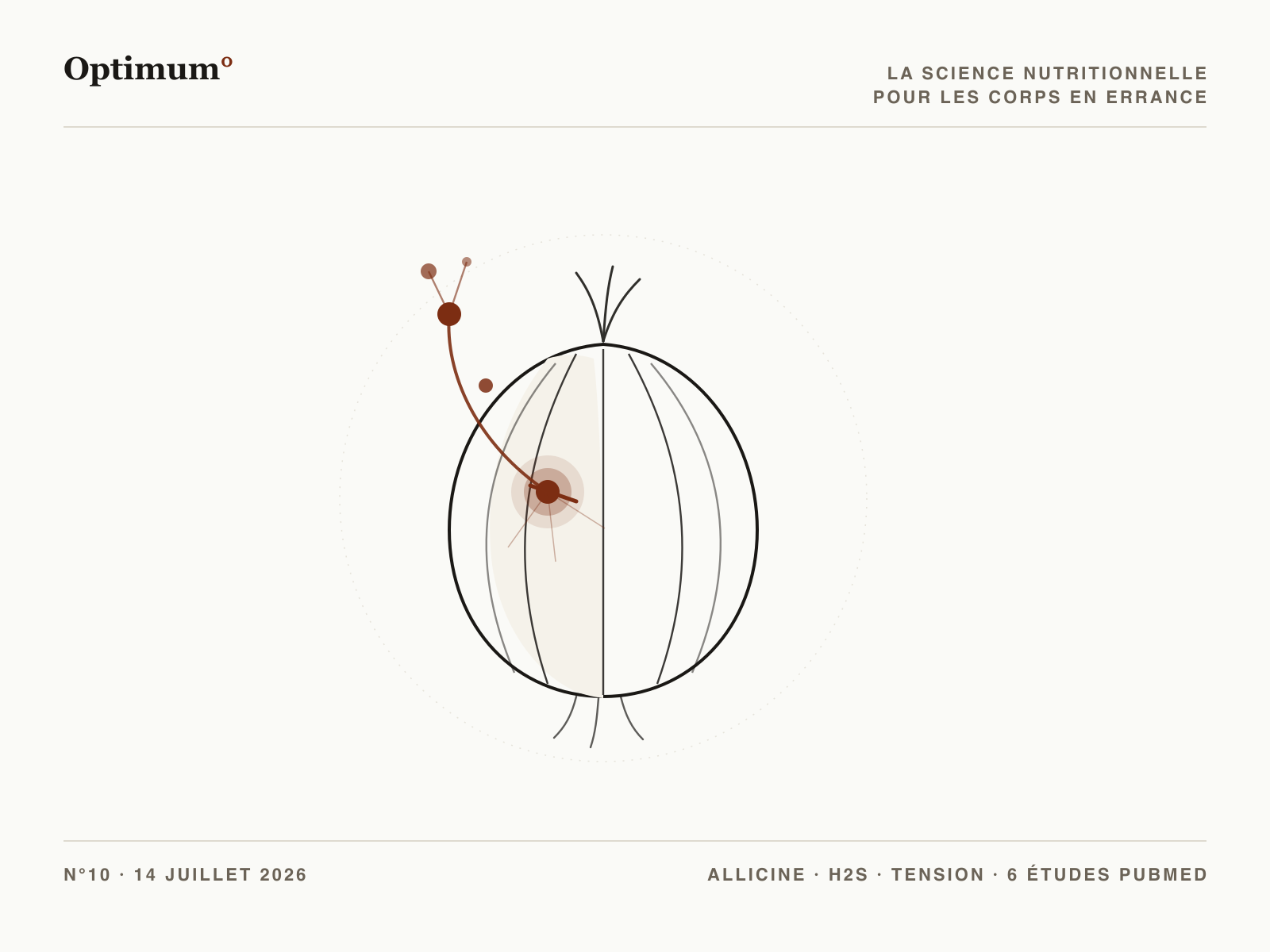 Optimum° N°10 — l'allicine, la molécule de la blessure