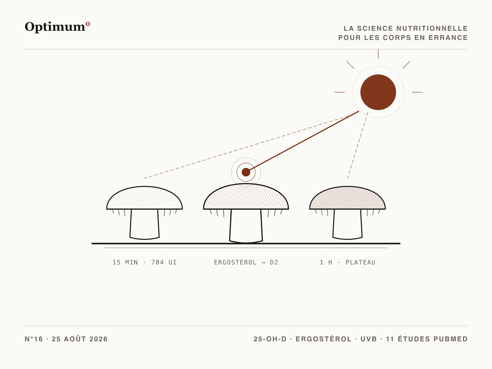 Optimum° N°16 : des tranches de champignon au soleil, l'ergostérol devient vitamine D2