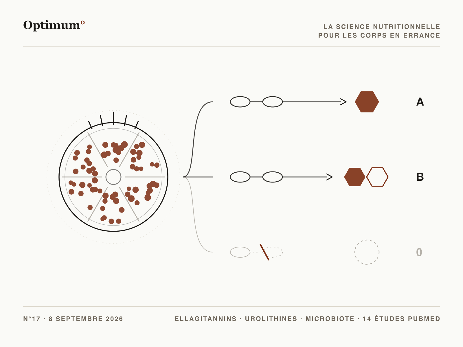 Optimum° N°17 : une grenade coupée, trois lignes de conversion bactérienne, la troisième interrompue
