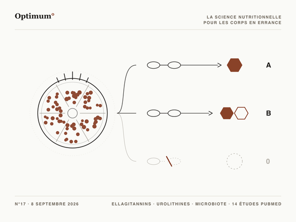 Optimum° N°17 : une grenade coupée, trois lignes de conversion bactérienne, la troisième interrompue